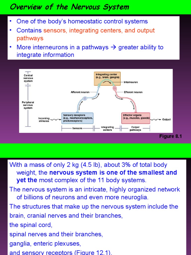 Nervous System BSC 20161 | PDF | Chemical Synapse | Neuron