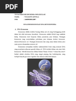 Download DNA Kromosom Dan DNA Mitokondria by Yulianti Antula SN347579069 doc pdf