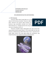 DNA Kromosom Dan DNA Mitokondria