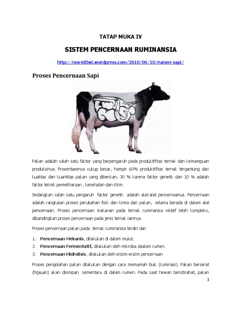 Proses Pencernaan pada Sapi Ruminansia | PDF