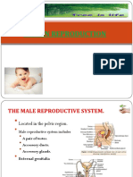 3 Human Reproduction