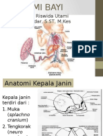 Anatomi Bayi