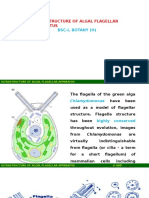 Ukp - Flagella Ultrastructure
