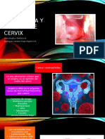 Cervix