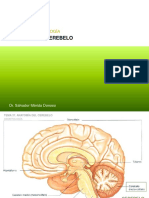 Anatomía Tema 37