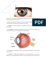 Partes Del Ojo Humano