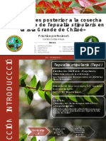 "Evaluaciones post-cosecha de un bosque de Tepualia stipularis en la Isla Grande de Chiloé"