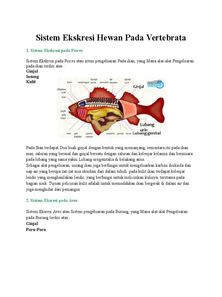 Sistem Ekskresi Hewan Pada Vertebrata
