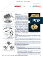 Fósiles - Moluscos - Bivalvos - Región de Murcia Digital PDF