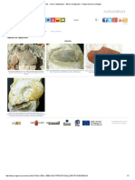 Fósiles - Otros Cefalópodos - Álbum de Aptychus - Región de Murcia Digital.pdf