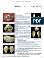 Fósiles - Moluscos - Gasterópodos - Región de Murcia Digital PDF