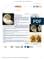 Fósiles - Otros Cefalópodos - Nautilus - Región de Murcia Digital.pdf