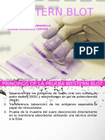 Western Blot