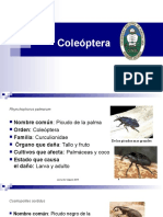 Coleóptera