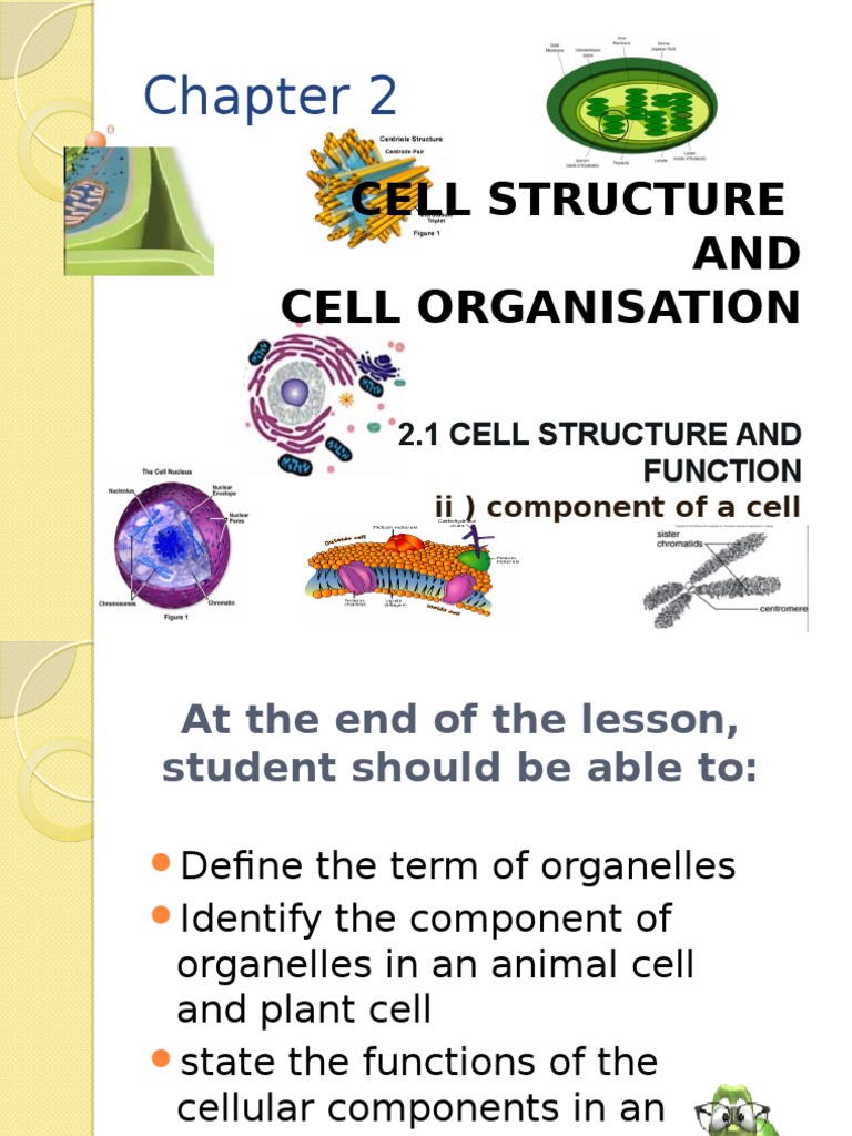 Cell Structure AND Cell Organisation | PDF | Wellness