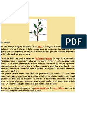 El Tallo | PDF | Tallo de la planta | Hoja