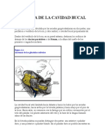 Anatomía de La Cavidad Bucal