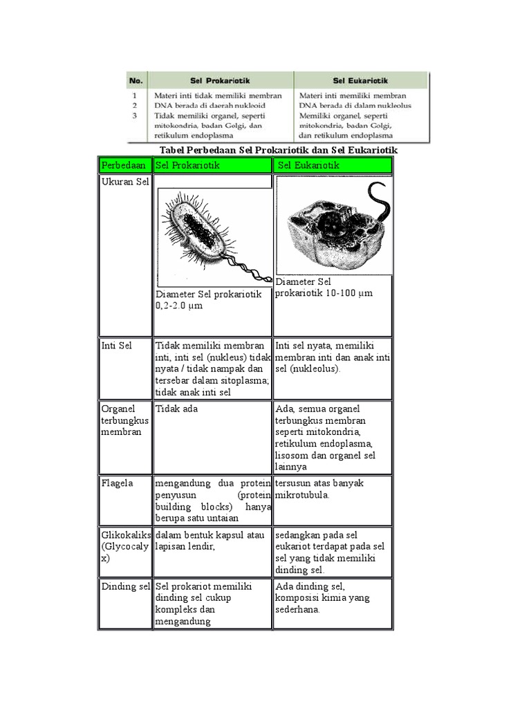 Tabel Perbedaan Sel Prokariotik Dan Sel Eukariotik