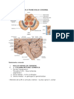 Structura Interna A Trunchiului Cerebral