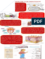 Organos de Los Sentidos Infografia