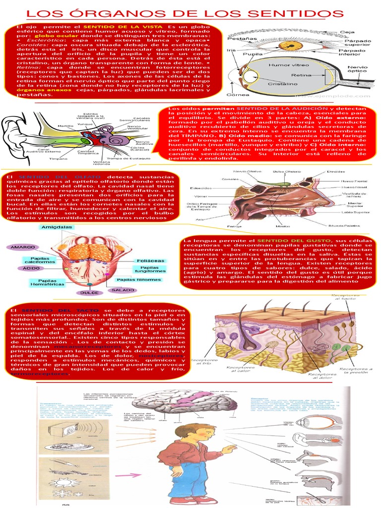 organos de los sentidos infografia | Oído | Gusto