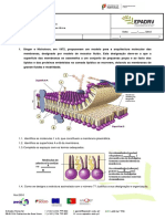 Modelo de mosaico fluido da membrana plasmática