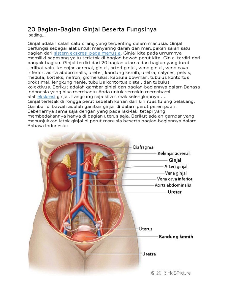 Unduh 50 Koleksi Gambar Ginjal Beserta Bagian Bagianya Keren Gratis