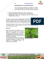 01. Los micronutrientes en la nutricion de maiz.pdf