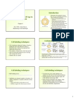 Cell Cycle Phases and Labeling Techniques