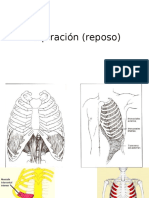Inspiración (Reposo)