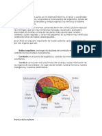 El Encefalo y La Medual
