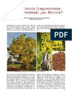 Cassia Fistula en Murcia