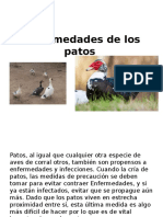 Enfermedades de Los Patos