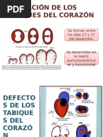 Embriologia Del Sistema Cardiovscular
