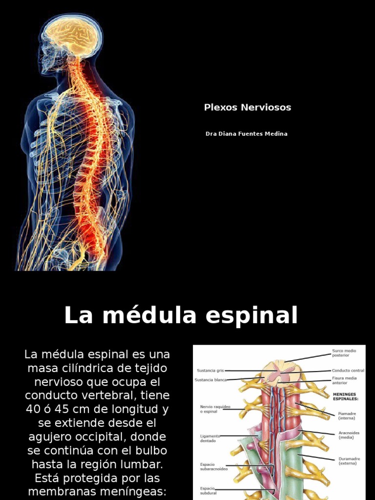 Medula y Plexos Médula espinal Biología