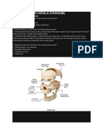 Anatomi Dasar Kepala