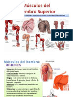 Ms Culo Smi Em Bro Superior