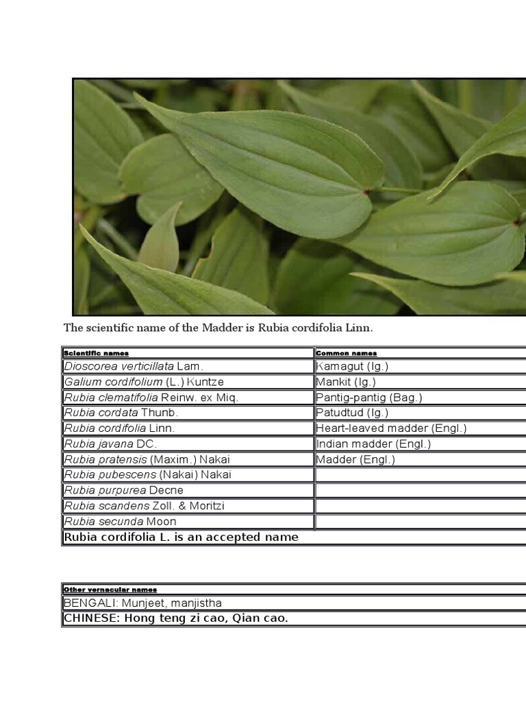 Benefits of Manjistha Herb Indian Maddar 2beingfit Chemotherapy