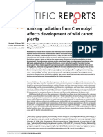 Ionizing Radiation From Chernobyl Affects Development of Wild Carrot Plants