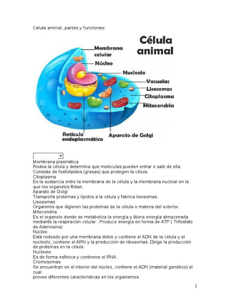 Celula Animal Y Vegetal Partes Y Funciones Citoplasma Biologia Celular