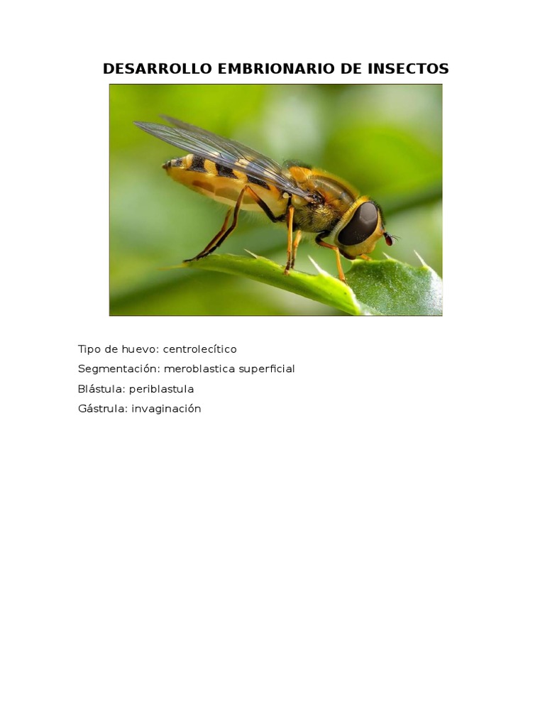 Desarrollo embrionario de avispas | PDF | Avispa | Insectos