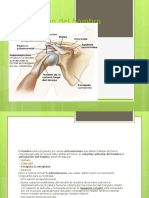 Exploración Del Hombro