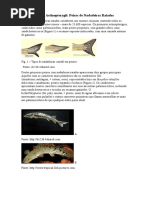 Classe Actinopterygii.docx