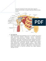 Anatomi Shoulder