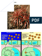 Plantas CAM