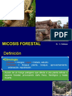 Micosis Forestal