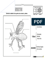 Animales-invertebrados-partes-de-un-insecto.pdf