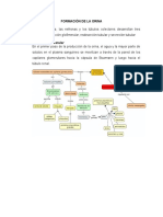 Formación de La Orina