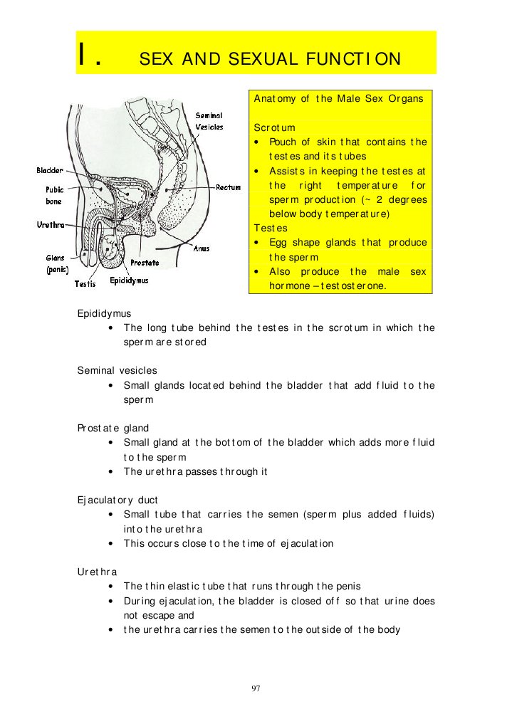 Anatomy and Function of Intercourse | PDF | Sexual Arousal | Sexual ...