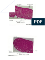 122365815-atlas-de-embriologie.pdf